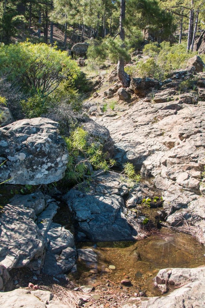 Ruta de senderismo por los pinares detrás de El Laurelillo