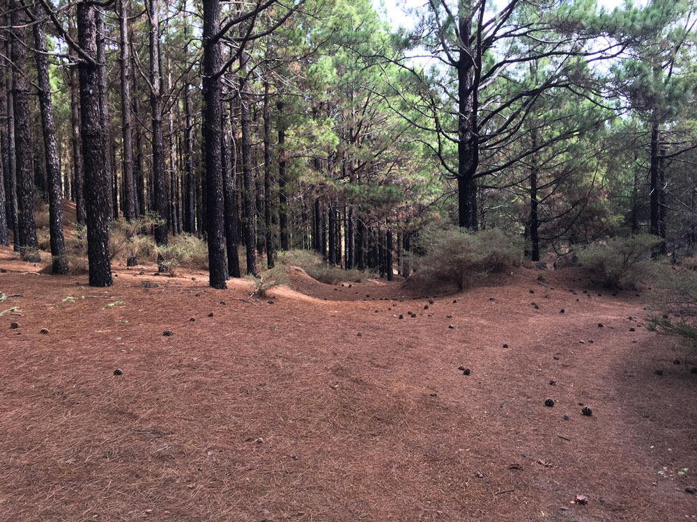 Wandern durch den Kiefernwald