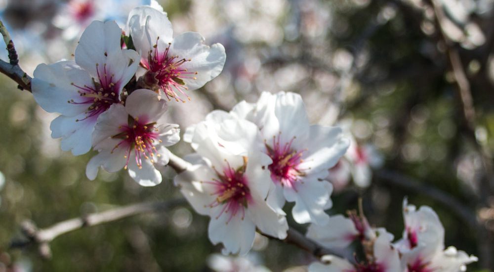 Mandelblüte