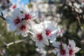 Mandelblüte