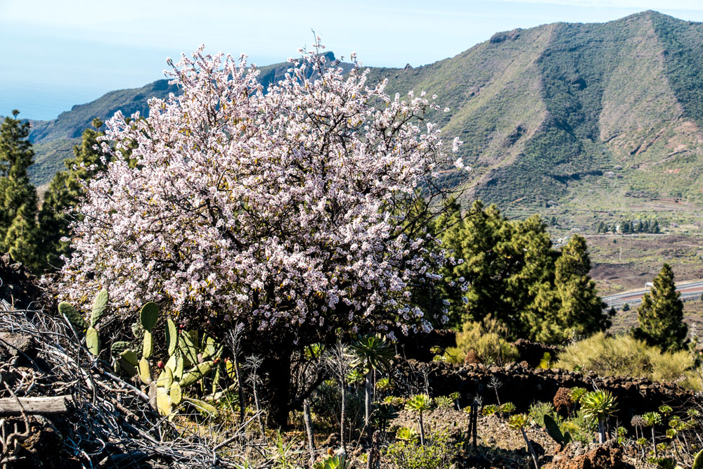 Wandern auf Teneriffa bei Santiago del Teide - blühender Mandelbaum