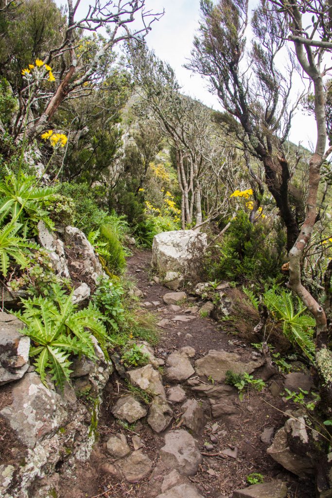 Ruta de senderismo en el bosque nublado