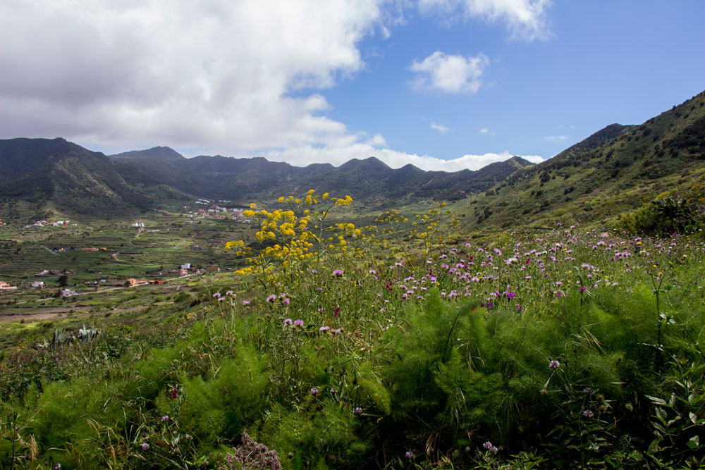 Wandern durch blühende Blumenwiesen
