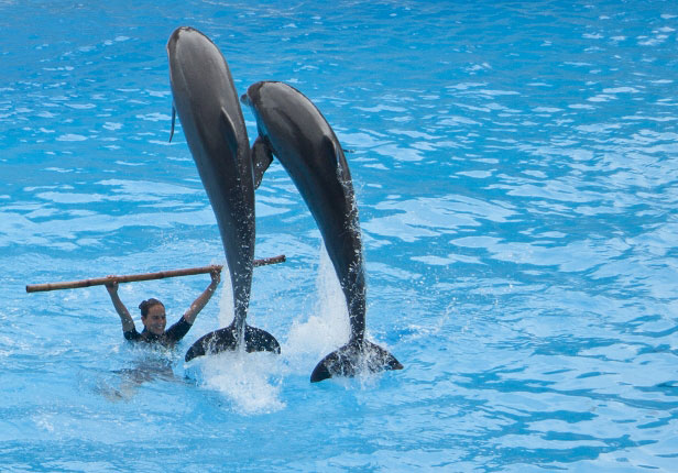 Teneriffa Loro Park
