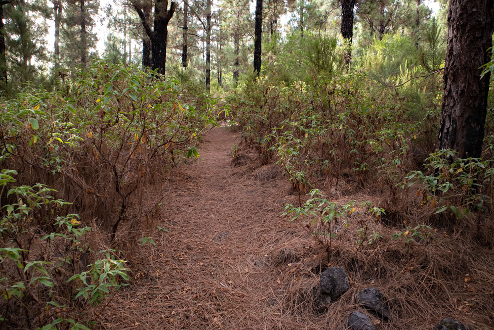 Abzweig Waldweg - Wanderung Montaña Negra