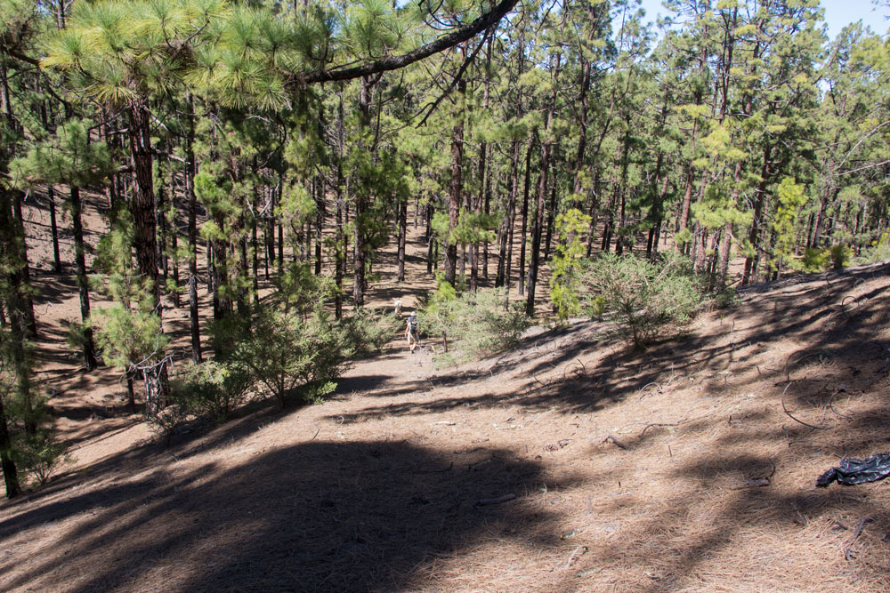 Wanderweg durch den Kiefernwald - Montaña la Corredera
