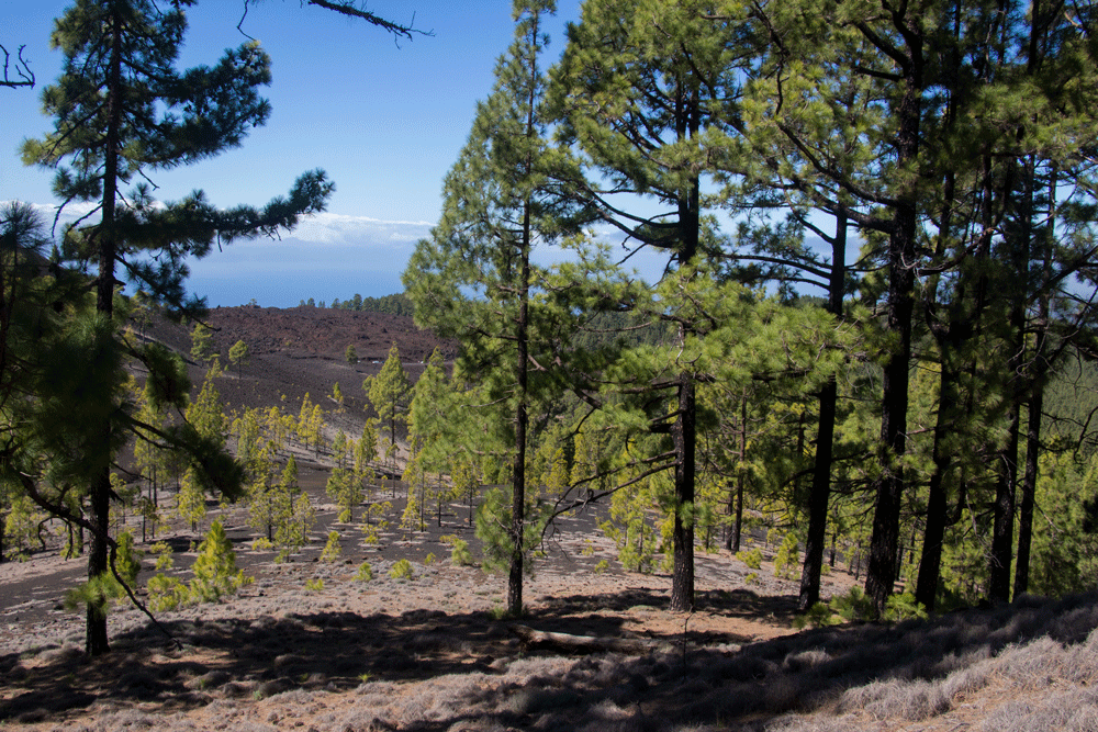 Wanderweg Montaña la Corredera über der TF-38
