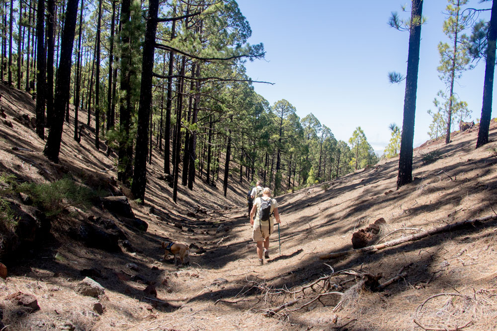 Wanderweg durch eine kleine Schlucht - Teneriffa Rundwnderungen