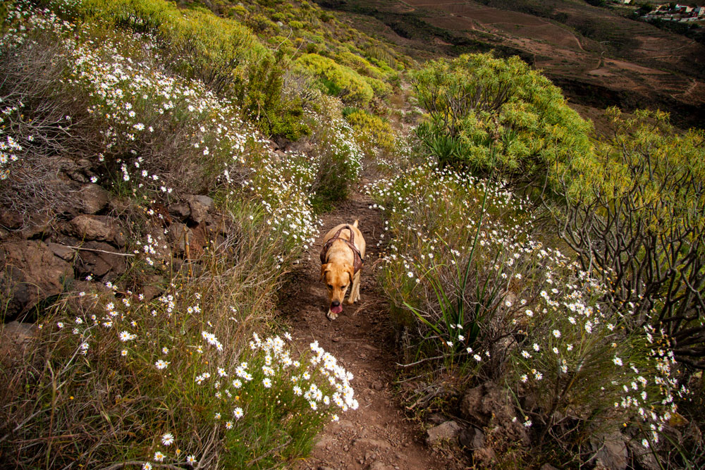 Hund wandert mit