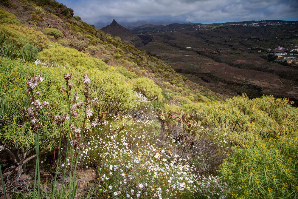 Blumenpracht am Wanderweg Conde