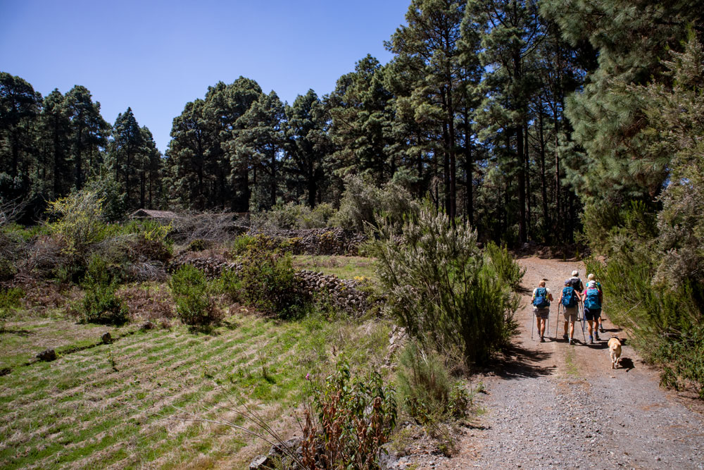 Wandergruppe auf Weg am Waldrand