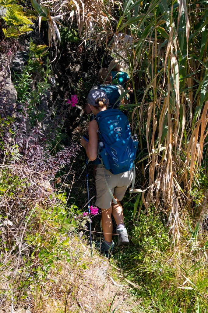 Wanderpfad durch hohes Schilf nach La Florida