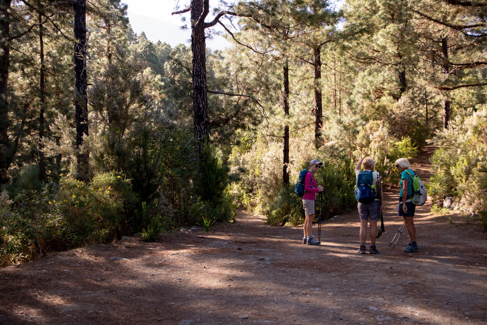 Wanderweg durch den Wald