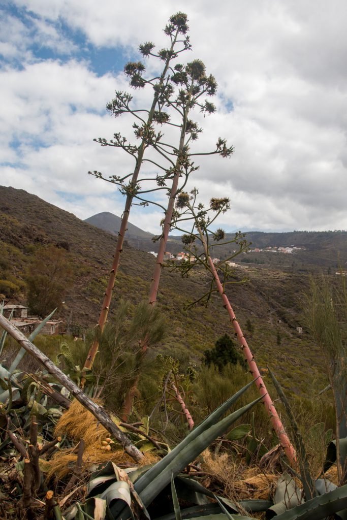 Agaves on the hiking trail