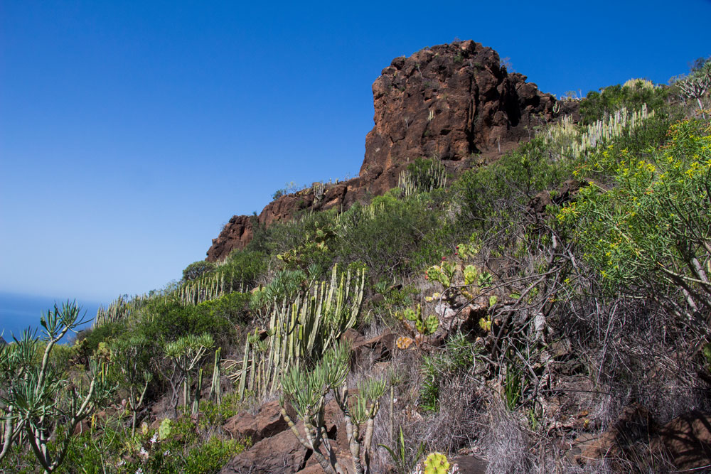 Cacti and bushes along the way