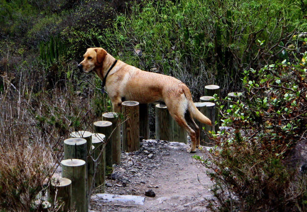 Lasko Labrador in the Barranco del Infierno - nowadays no more possible