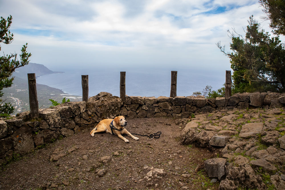 hiking dog Lasko at a view point