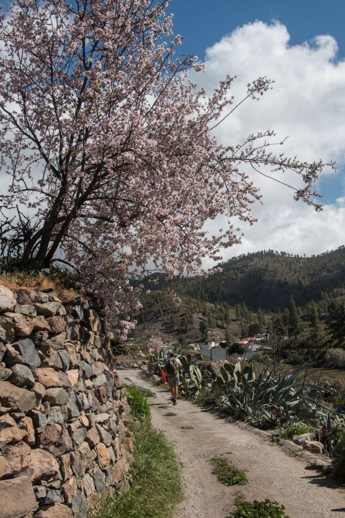hiker on the path with almond trees