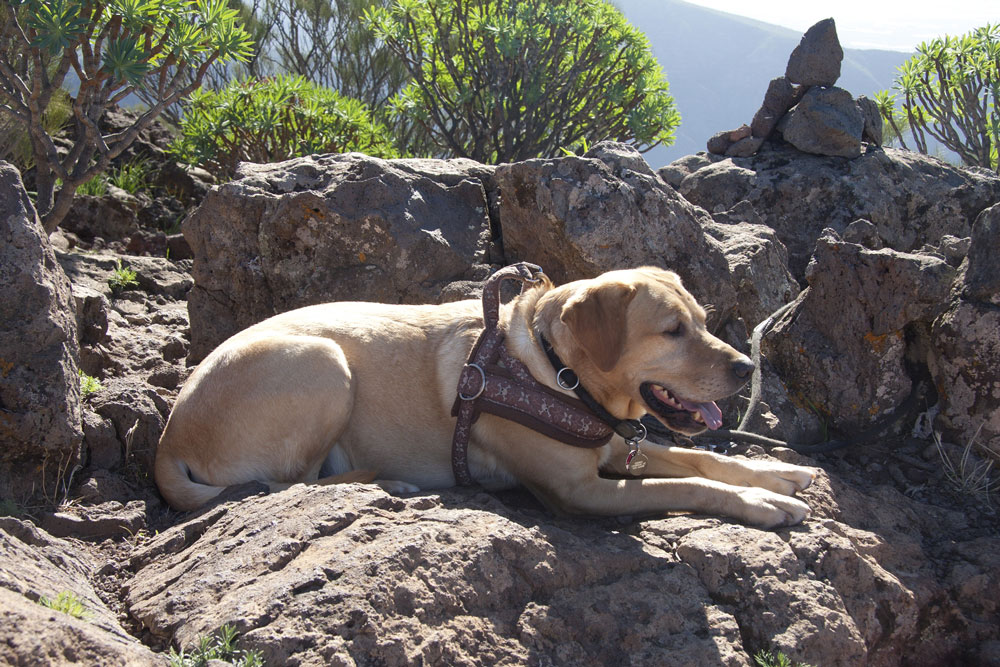 my labrador on the top of the Steig