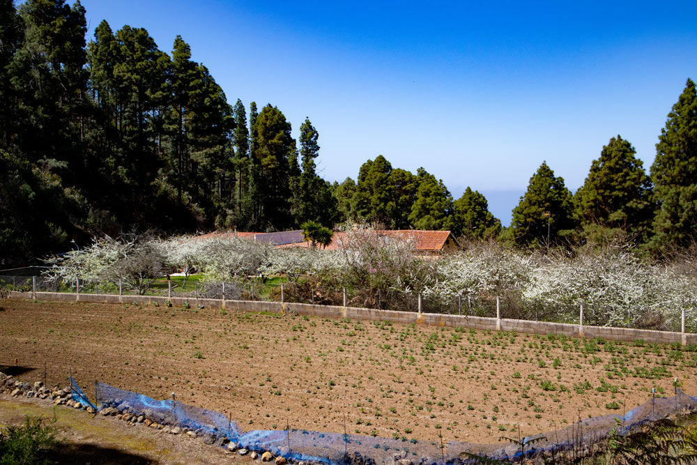 field and flowering trees at La Florida