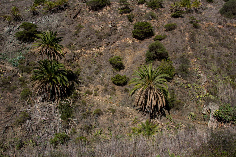 Hiking path between Simancas and Pie de la Cuesta