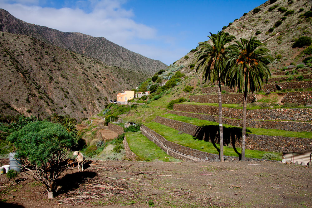 terrace fields at Vallehermoso