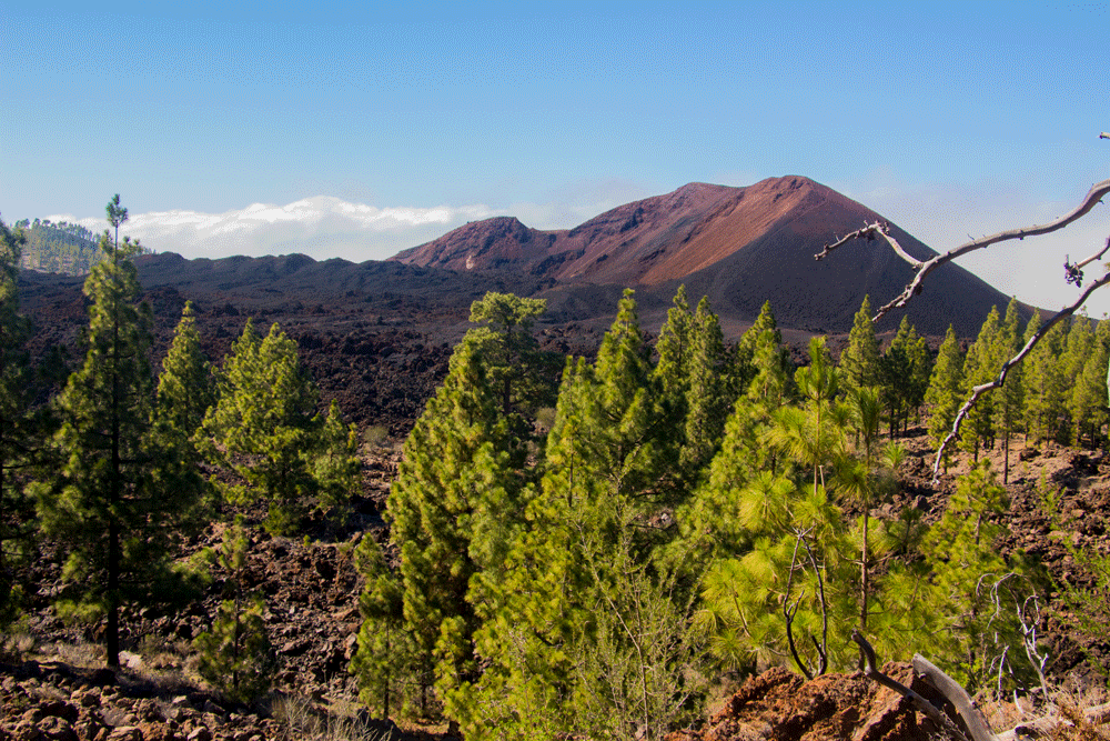 View on Chinyero and Montaña Negra