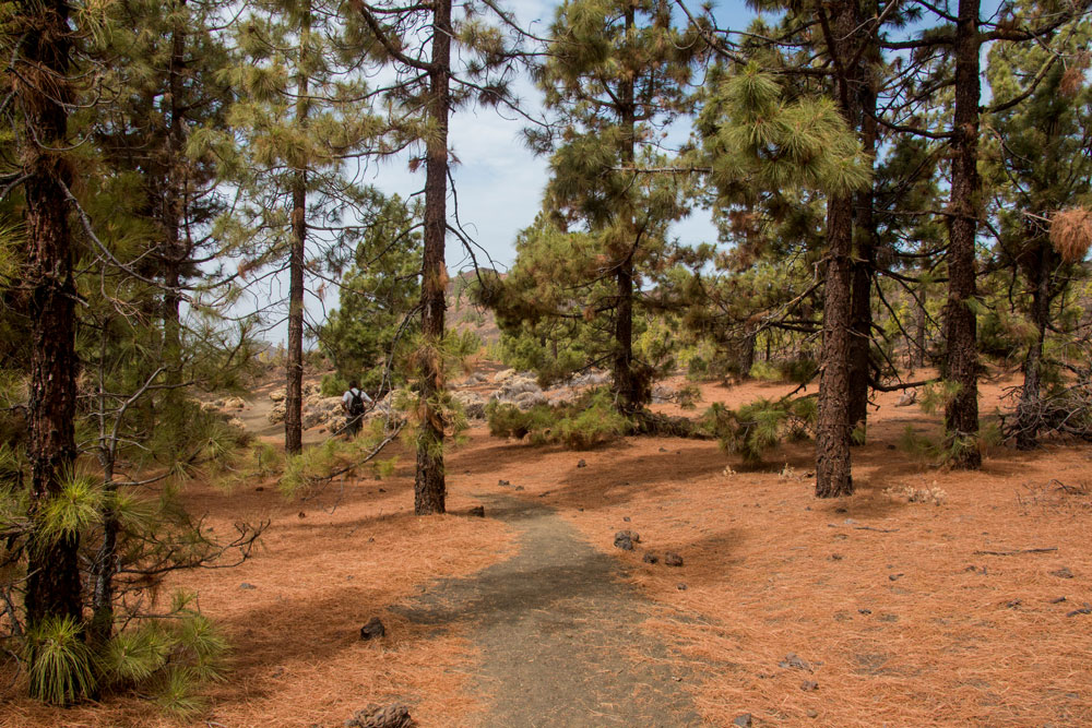 hiking way back through the pine forest