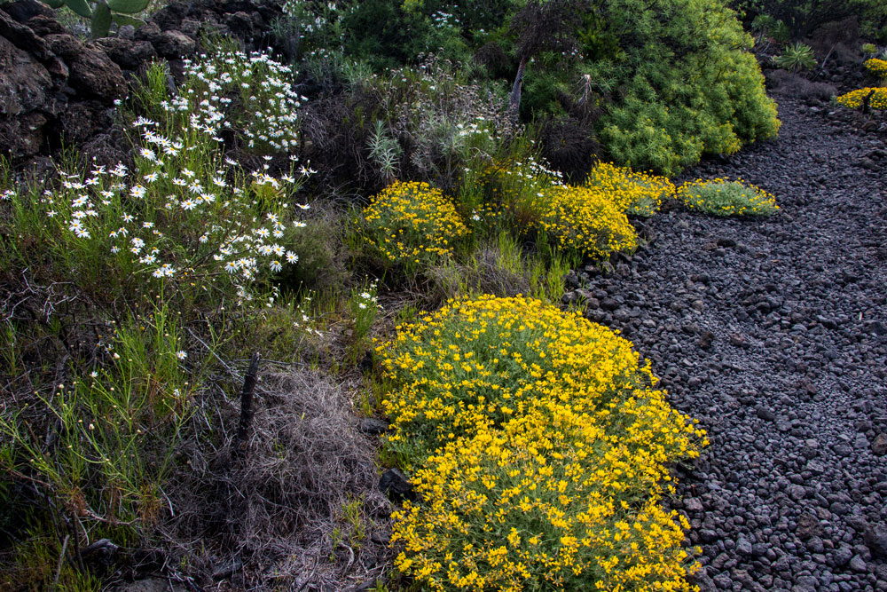 flowers at the way