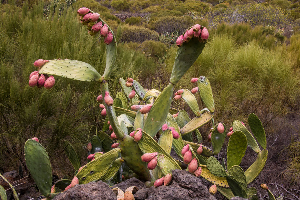 Cacti with figs along the way