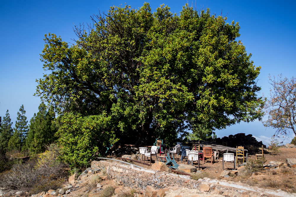 tree with chairs and waterchannel