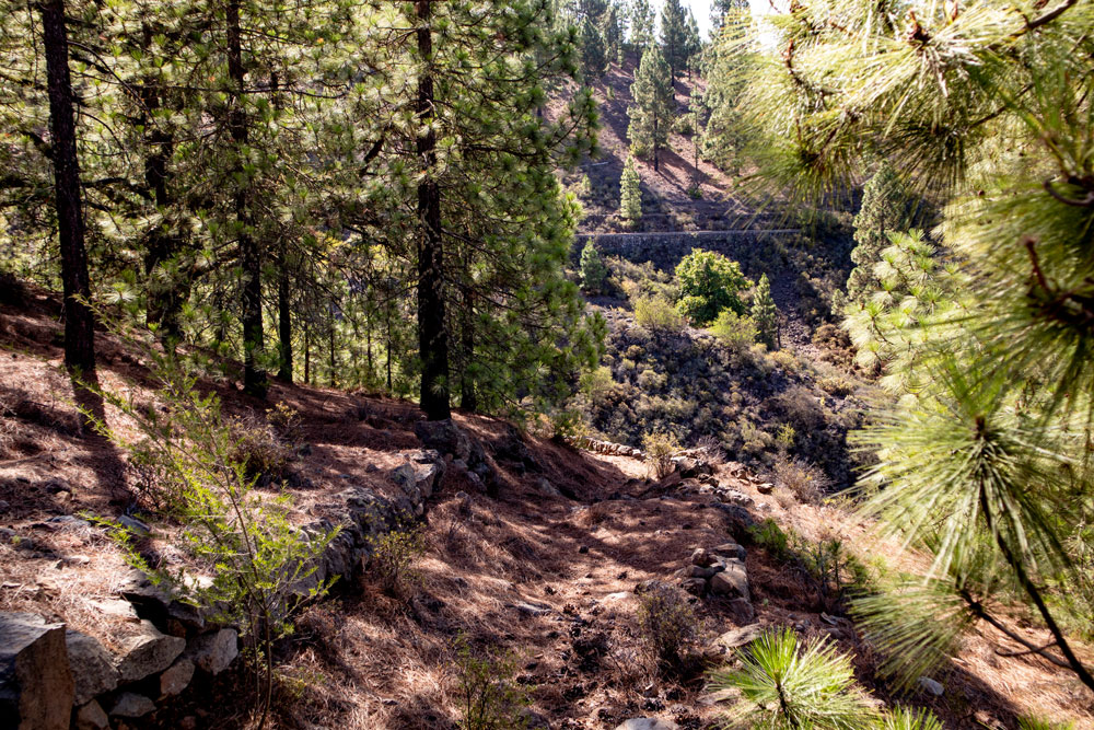 crossway between the ridges through pinetree wood