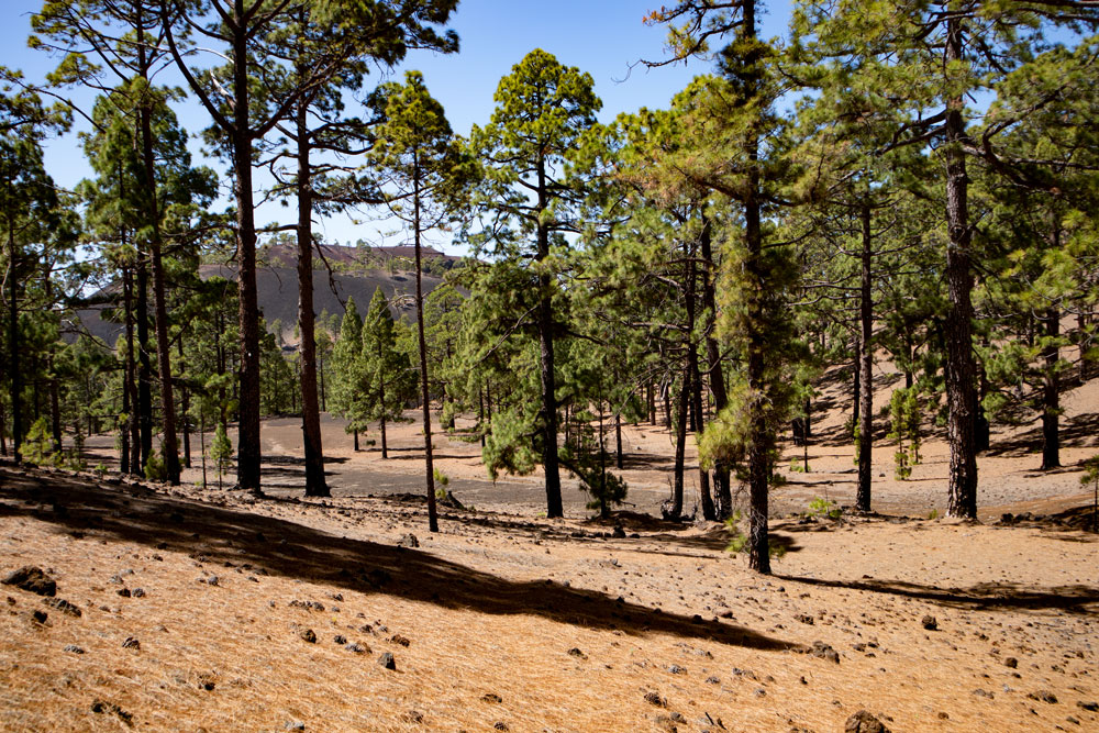 Tenerife circular walks through the pine wood