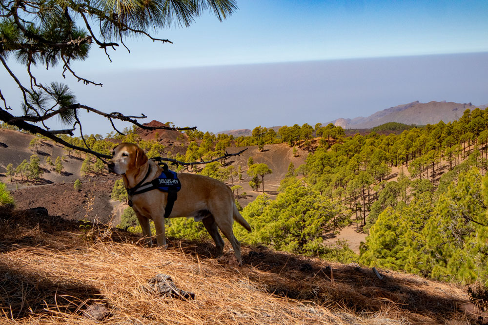 hiking dog Lasko - rest at the summit 