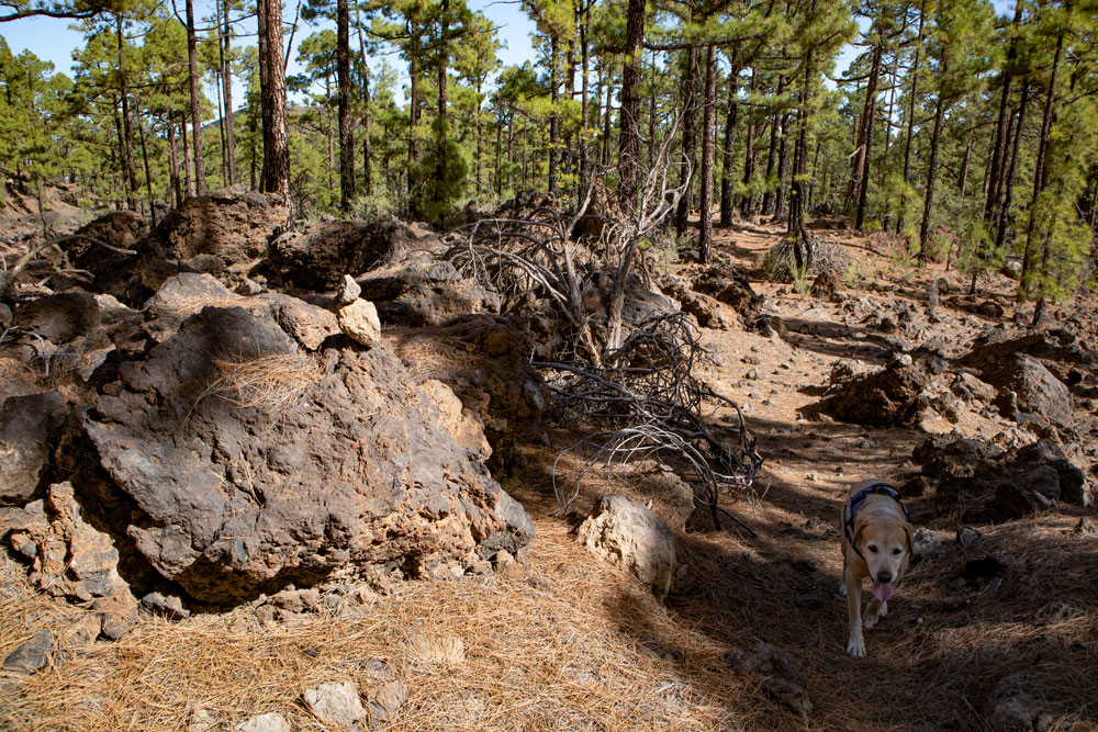 Hiking dog Lasko Labrador