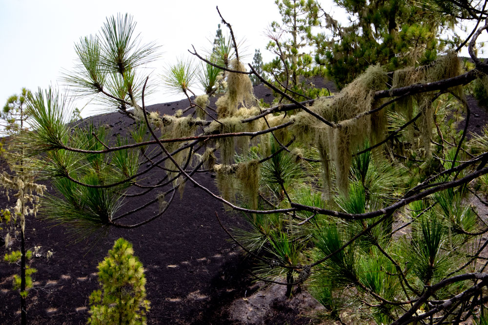 lichens on the pines