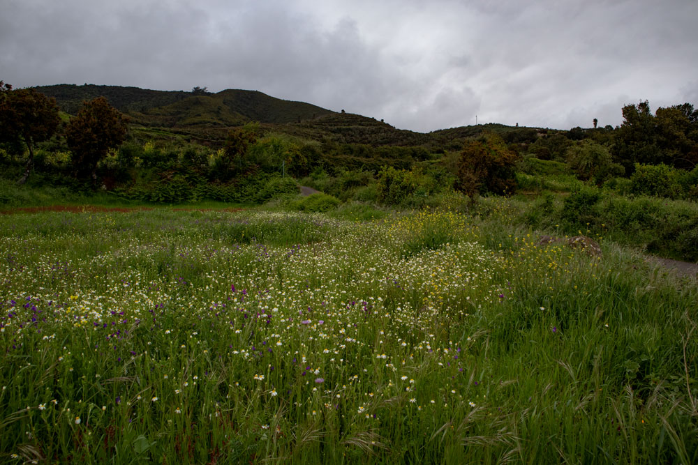 Blumenwiese am Wegesrand
