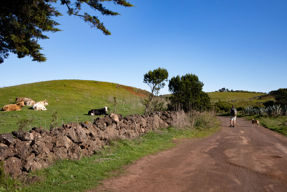 Wanderweg an Kuhweiden entlang