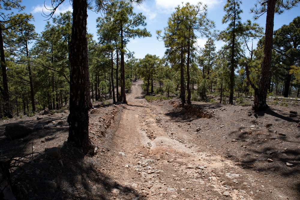 drive way down the forests direction Adeje