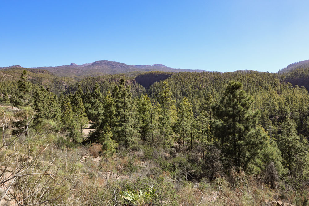 view over the pine forests