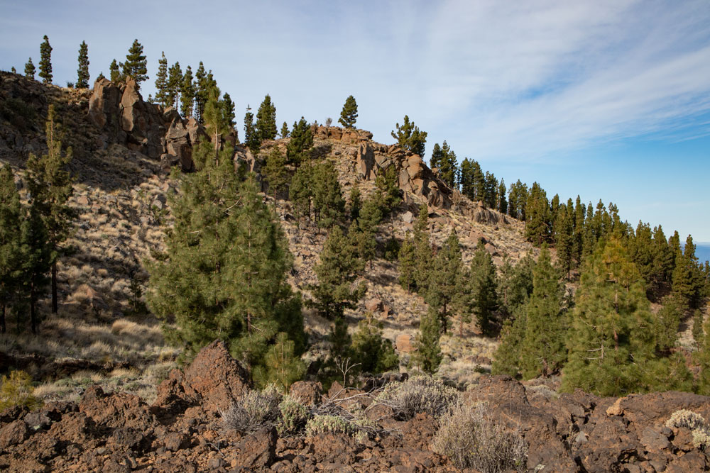 Wilde Landschaft mit Kiefernbäumen