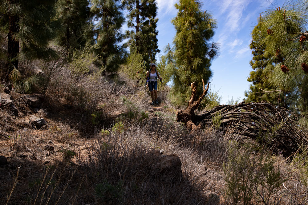 Wandern durch Kiefernwald