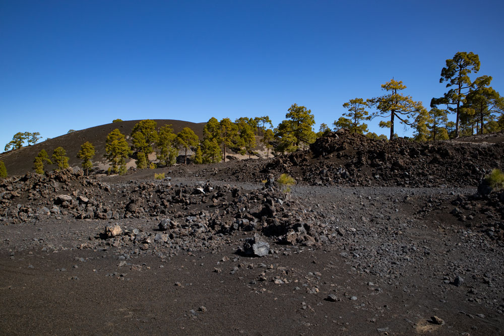 Black volcanic landscape, green pines and blue sky