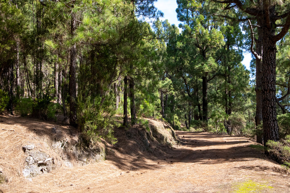 Fahrweg durch den Wald
