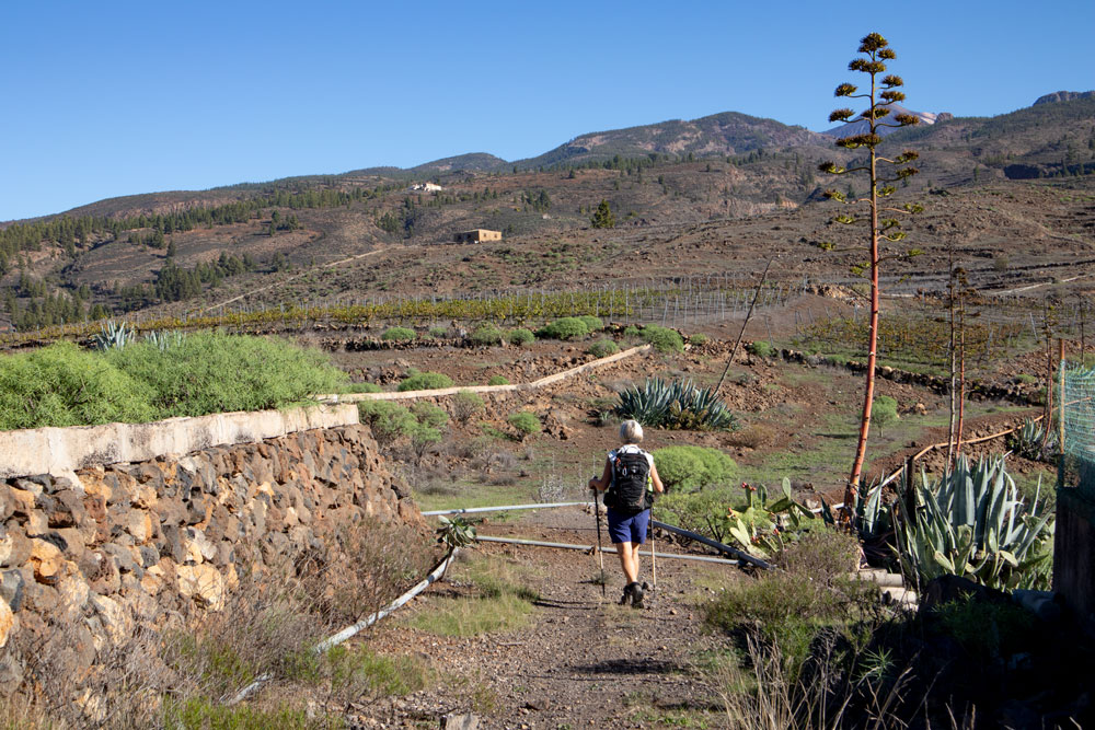 Wanderweg - im Hintergrund der Teide