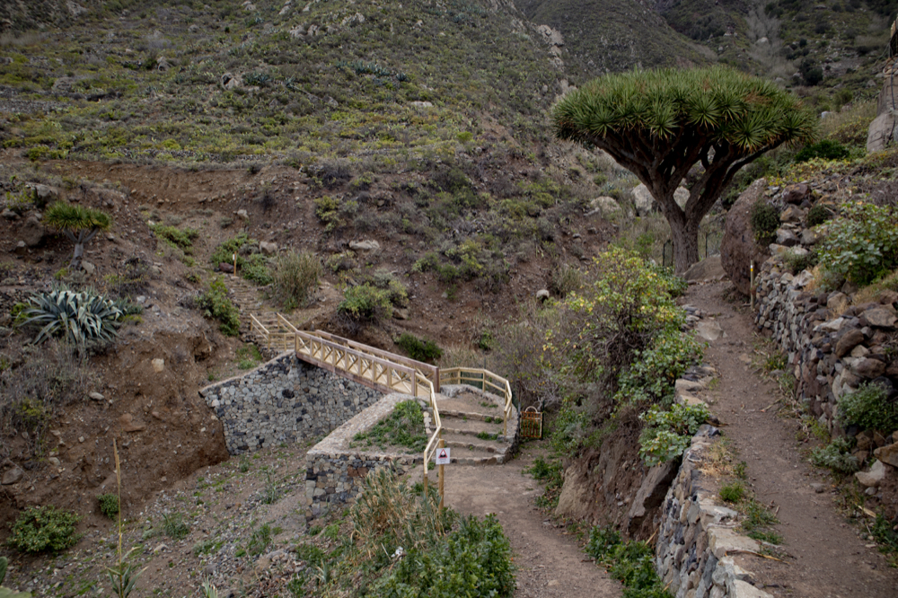 Wanderkreuzung in El Draguillo mit Drachenbaum