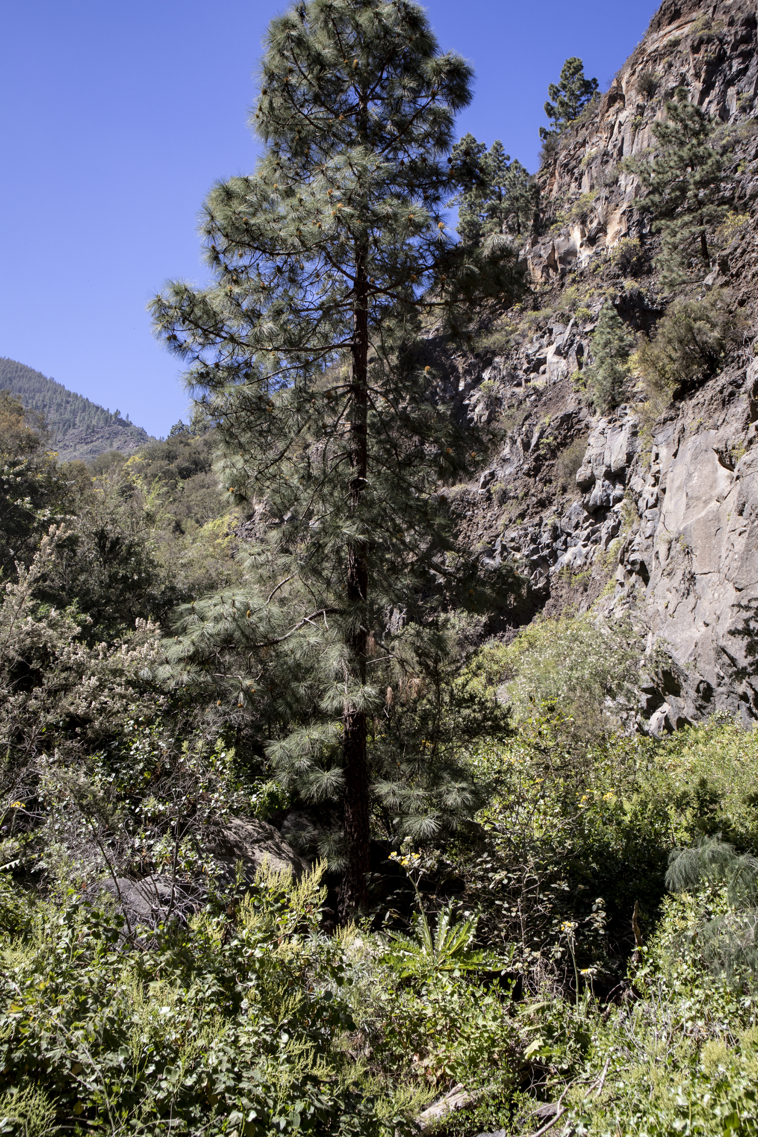 Rückweg durch einen Barranco mit anschließendem Aufstieg auf einen Berggrat