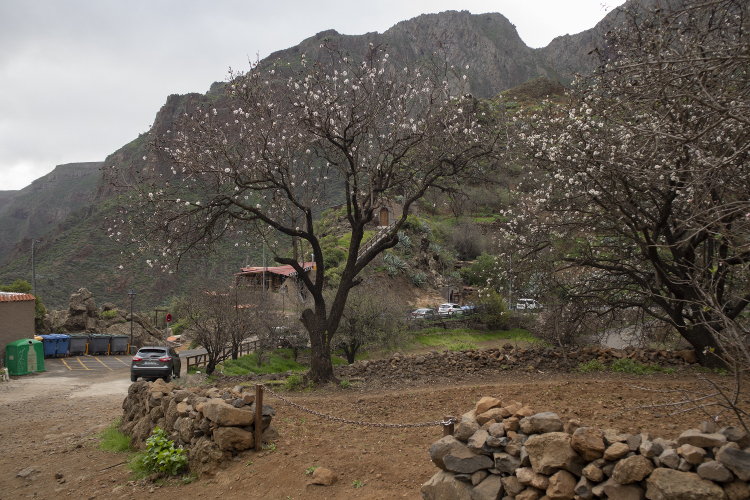 Blühende Mandelbäume auf der Zufahrtsstraße zum Barranco de Guayadeque