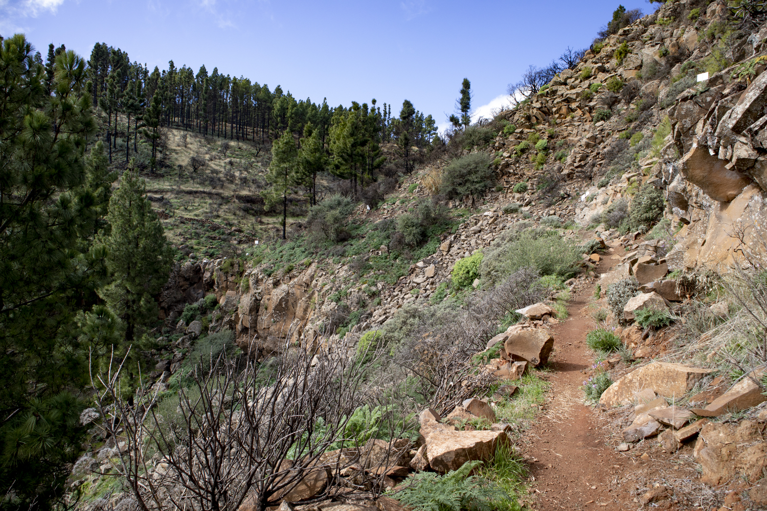Wanderweg durch den Barranco de Guayadeque