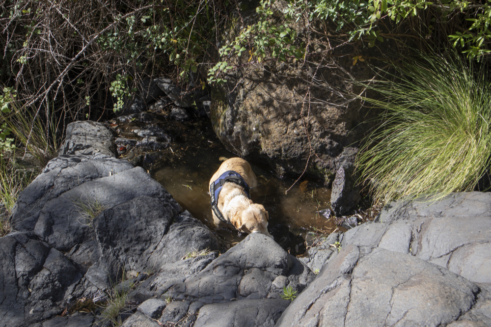 Hund hat im Barranco Wasser entdeckt